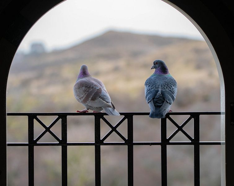 Lovebirds by Lenskappie