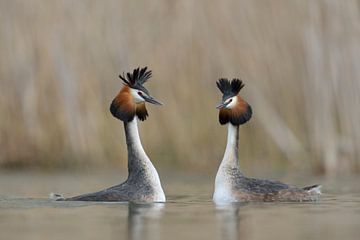 Great Crested Grebes ( Podiceps cristatus ) in courtship mood, wildlife, Europe. by wunderbare Erde
