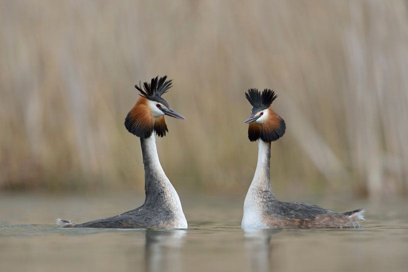 Haubentaucher ( Podiceps cristatus ) in Balzstimmung, bei der Balz im zeitigen Frühjahr, wildlife, E von wunderbare Erde