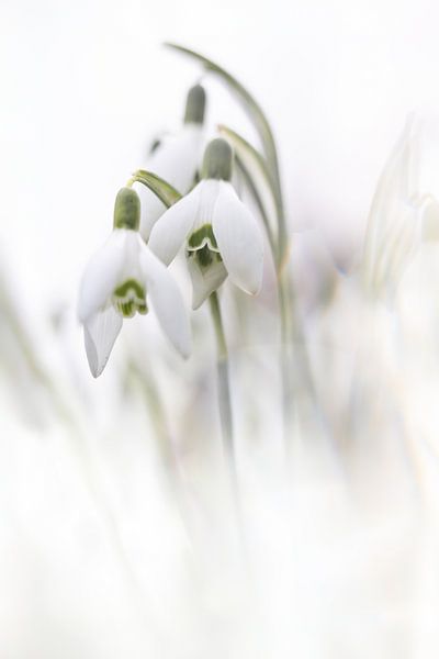 Weinlese-Schneeglöckchen von Patricia van Kuik