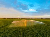 Aardappelplanten in een veld met een watersproeier van Sjoerd van der Wal Fotografie thumbnail