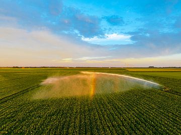 Potatoes plants in a field with a water sprinkler