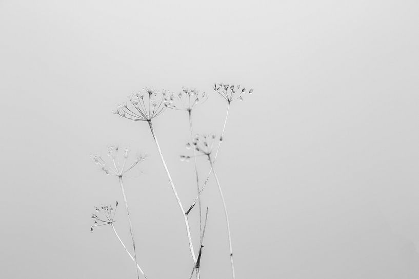 einzelne Pflanze von Thomas Heitz