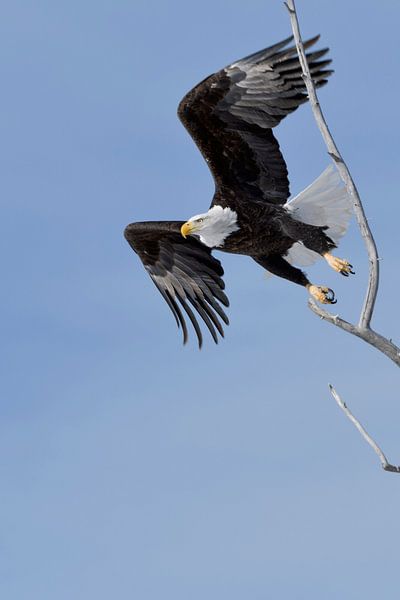 flying eagle ...  Bald Eagle *Haliaeetus leucocephalus* by wunderbare Erde