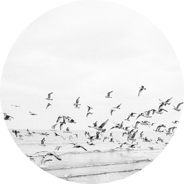 "Zeemeeuwen" |  zwart-witte strand foto | Analoge fotografie van Raisa Zwart
