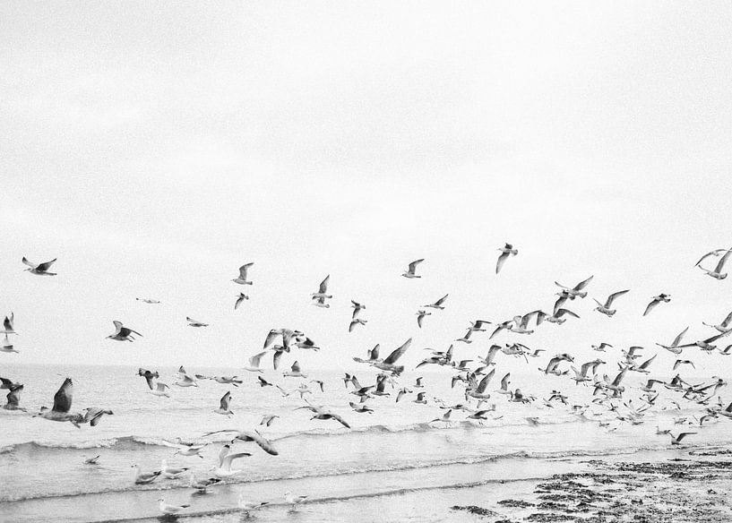 &quot;Zeemeeuwen&quot; |  zwart-witte strand foto | Analoge fotografie van Raisa Zwart Reisfotografie Prints