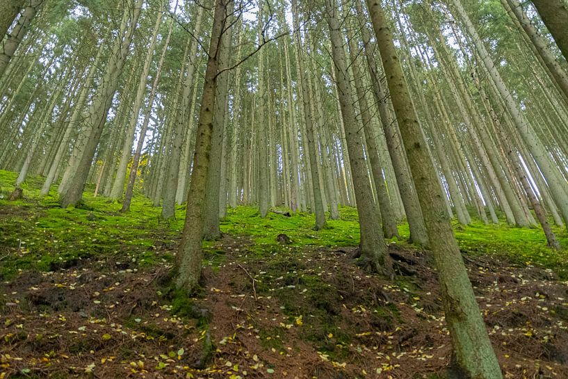Trees by Merijn Loch