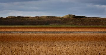 herfst in het bollenveld