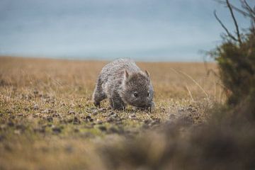 Wombats van Maria Island: Tasmanië's Charmante Inwoners van Ken Tempelers