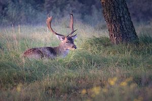 Damhirsch am frühen Morgen unter einem Baum