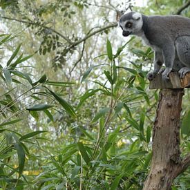Madagaskar Maki van Sven Struik