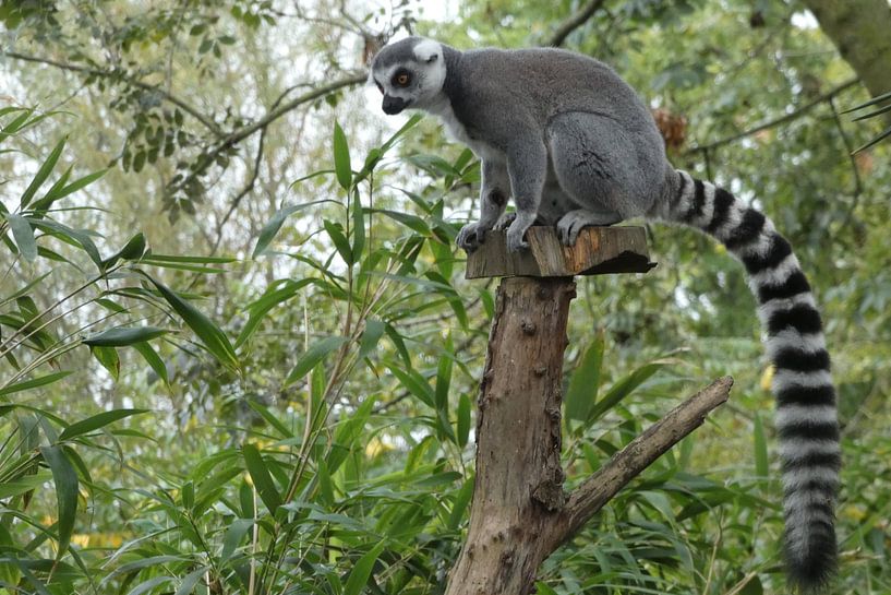 Madagaskar Maki van Sven Struik