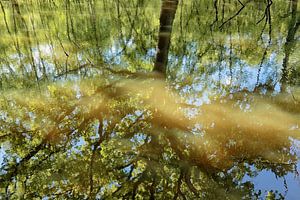 The reclects in the pond in the woods