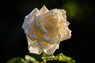 rose blanche crème par Tania Perneel Aperçu