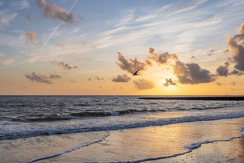 Mouette au coucher du soleil