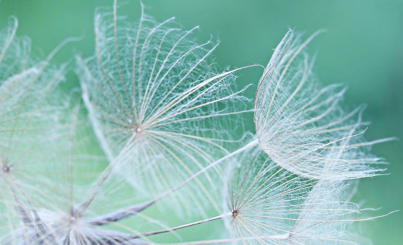 Zarte Schirmchen in pastell by Heike Hultsch