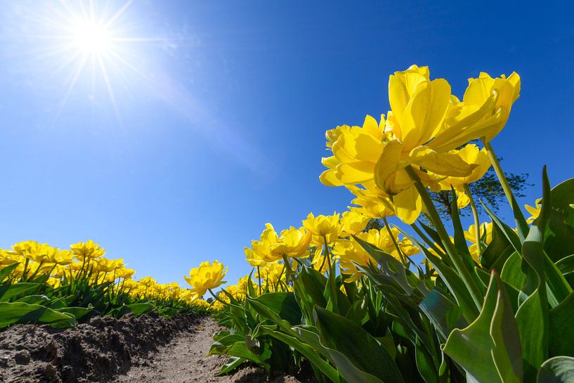 Gele bloeiende tulpen met een felle zon in de achtergrond van Sjoerd van der Wal