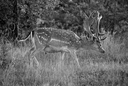 Fallow deer running (black and white)