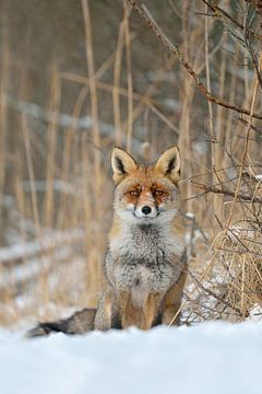 zeer goed opgevoed... Rode vos *Vulpes vulpes* zittend in de sneeuw, direct oogcontact