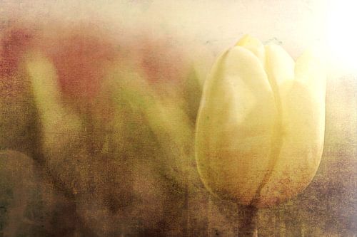 Tulp