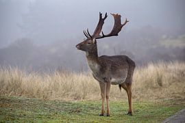 Deer by Maurice van de Waarsenburg