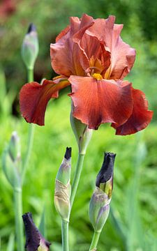 Irissen, Iris barbata