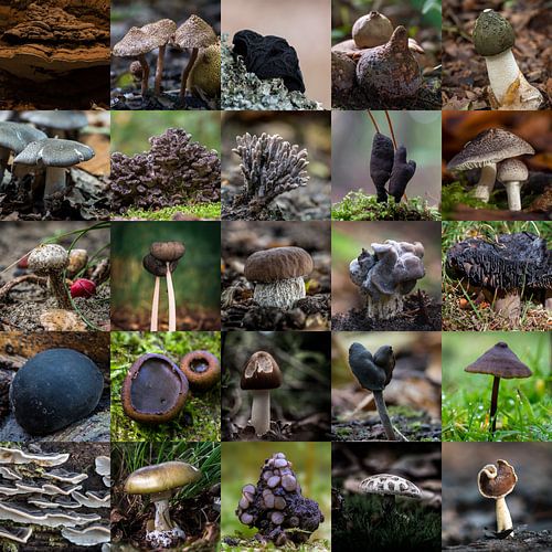 Mooie collage met donker kleurende paddenstoelen