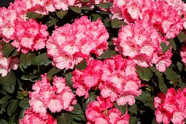 Roze rododendron bloesem, Close-Up, Duitsland
