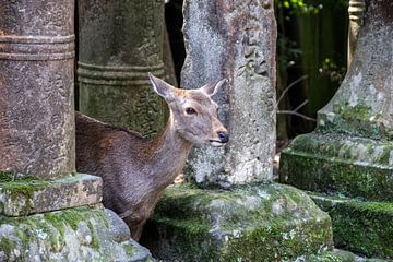 Deer between stone lanterns in Nara by Mickéle Godderis