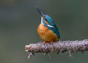 Eisvogel männlich von Paul Weekers Fotografie Miniaturansicht