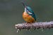 IJsvogel mannetje van Paul Weekers Fotografie