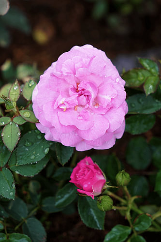 Pink Rose