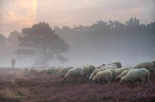 Herder waakt over zijn kudde