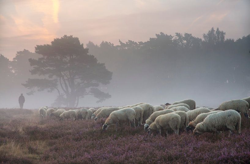 Herder waakt over zijn kudde van peter reinders