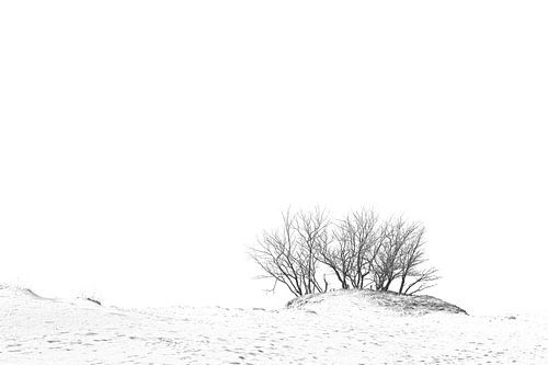 Arbres dans les dunes sur Dion de Bakker