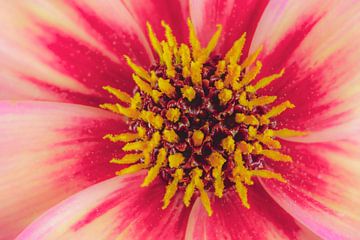 Macro van een Dahlia bloesem van ManfredFotos