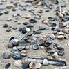schelpen op het strand van Hanneke Bantje