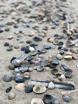 shells on the beach by Hanneke Bantje