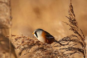 bearded reedling