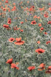 Poppies by Niels Barto