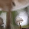 Porcelain Keeper (porcelain fungus) by Moetwil en van Dijk - Fotografie