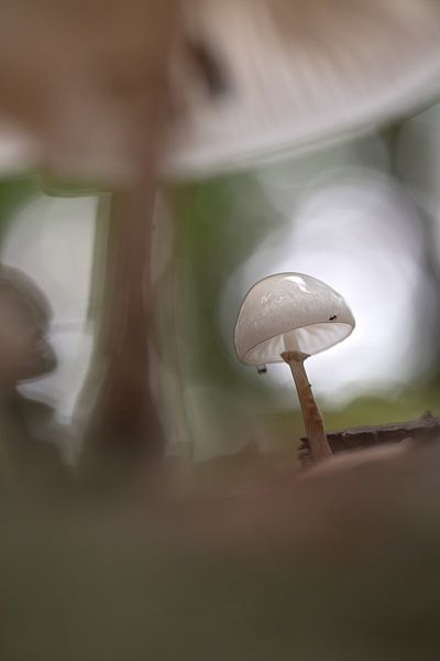 Porzellanhüter (Porzellanpilz) von Moetwil en van Dijk - Fotografie