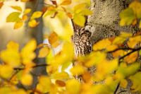 Chouette hulotte endormie dans une forêt d'automne