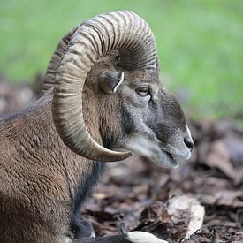 Der Steinbock von Eduard Martin