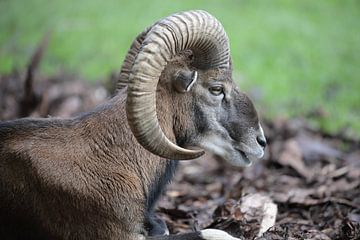 The ibex by Eduard Martin