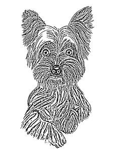 Yorkshire-Terrier von Jose Lok