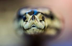 Schlange: Morelia Spilota "Unscharf"