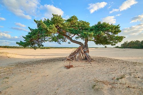 The Beekhuizerzand near Harderwijk