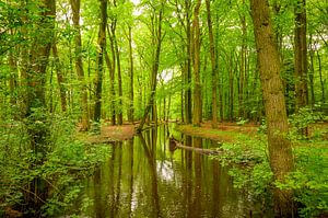 Ein Bach in einem leuchtend grünen Wald im Frühling