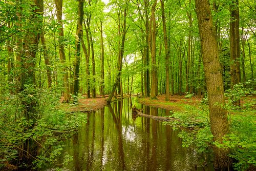 Beek in een heldergroen bos in de lente